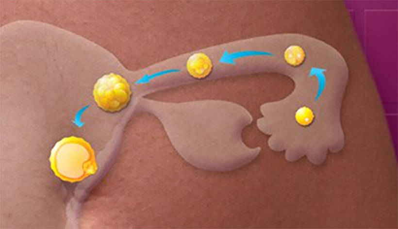 Third phase of menstrual cycle, the luteal phase or when the egg is fertilized or not.